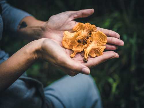 Cueillette de champignons : comment prévenir les intoxications ?