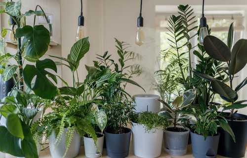 Les plantes améliorent-elles la qualité de l’air intérieur ?